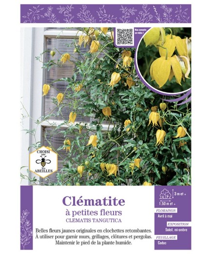 CLÉMATITE À PETITES FLEURS (jaune)