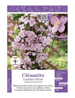CLÉMATITE À PETITES FLEURS (rose)