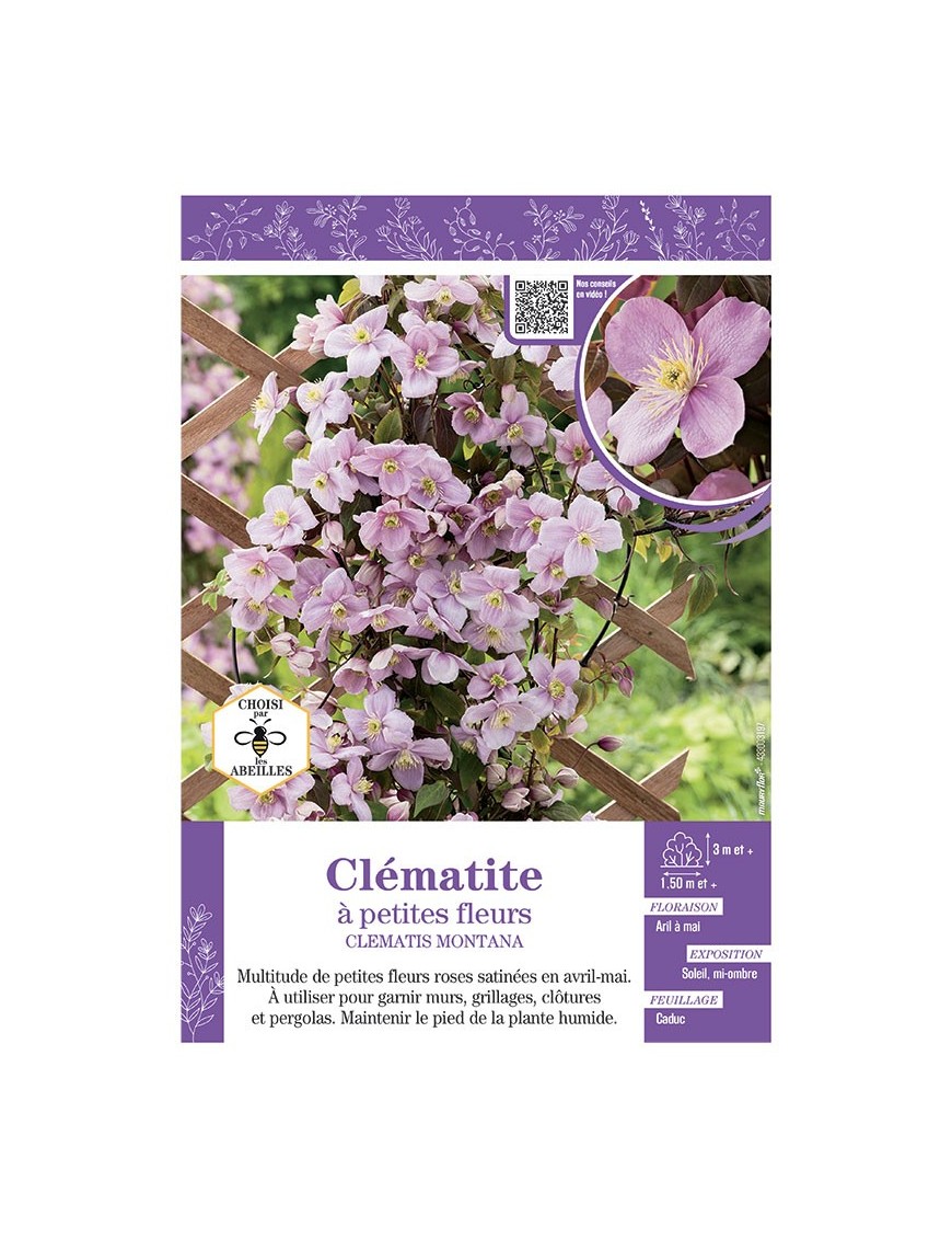 CLÉMATITE À PETITES FLEURS (rose)