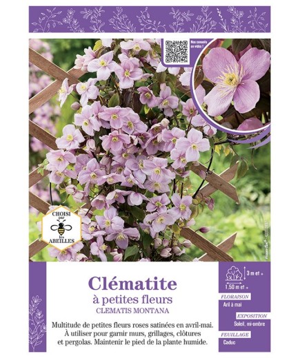CLÉMATITE À PETITES FLEURS (rose)