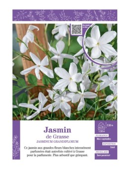 JASMINUM GRANDIFLORUM voir JASMIN DE GRASSE
