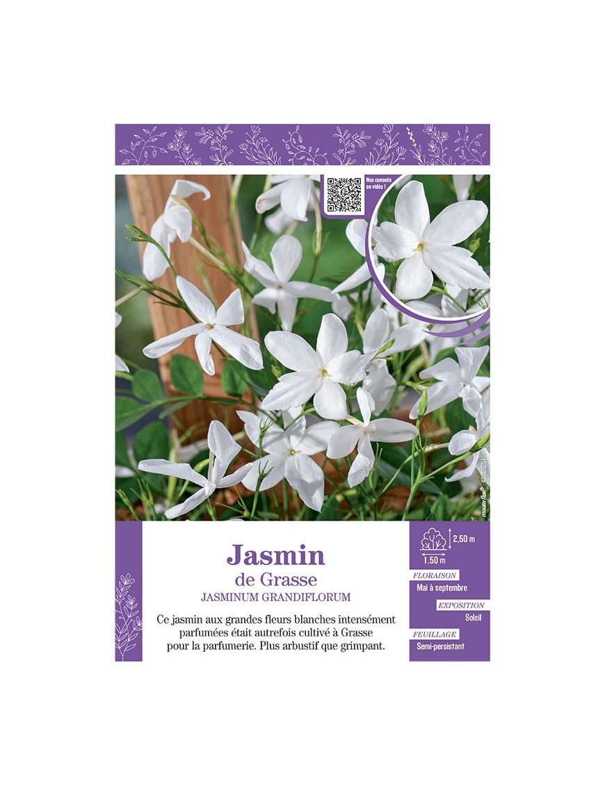 JASMINUM GRANDIFLORUM voir JASMIN DE GRASSE