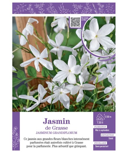 JASMINUM GRANDIFLORUM voir JASMIN DE GRASSE