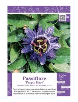PASSIFLORA CAERULEA PURPLE HAZE voir PASSIFLORE