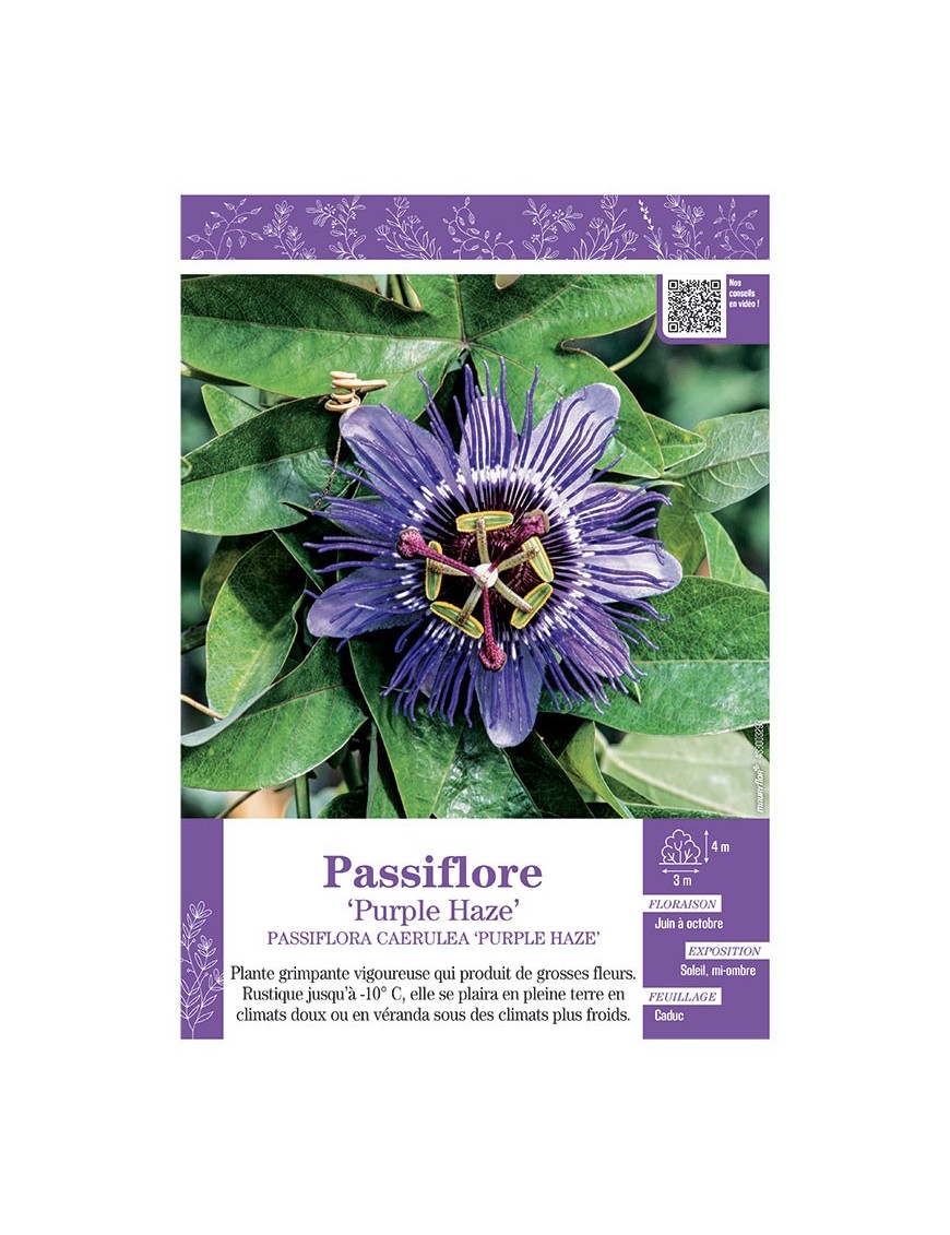 PASSIFLORA CAERULEA PURPLE HAZE voir PASSIFLORE