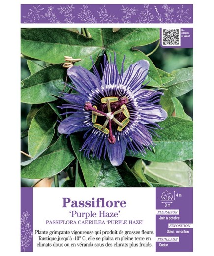 PASSIFLORA CAERULEA PURPLE HAZE voir PASSIFLORE