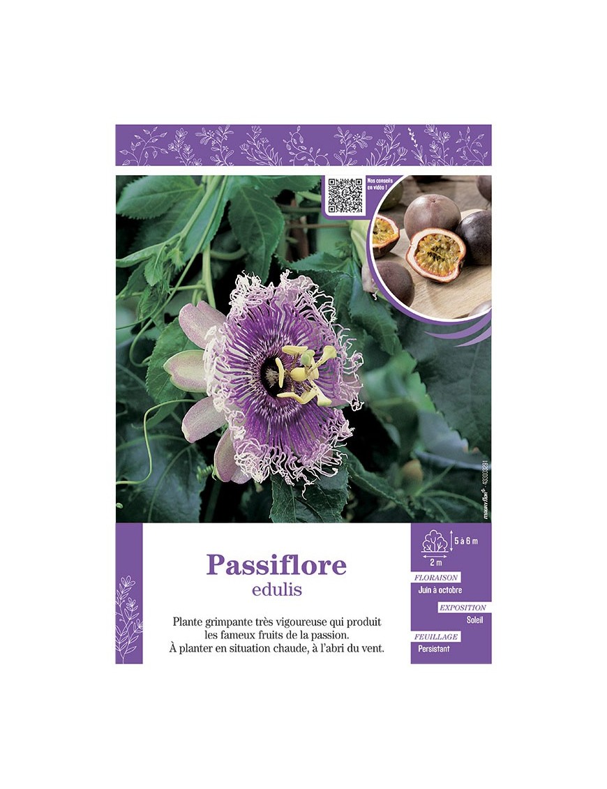PASSIFLORA EDULIS voir PASSIFLORE