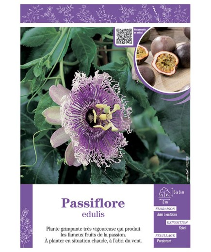 PASSIFLORA EDULIS voir PASSIFLORE