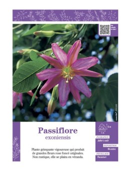 PASSIFLORA EXONIENSIS voir PASSIFLORE (rose foncé)