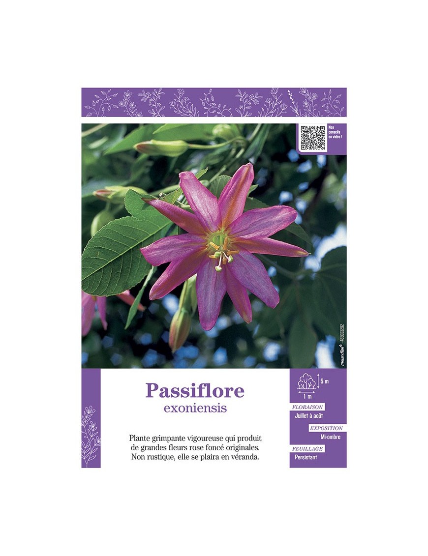 PASSIFLORA EXONIENSIS voir PASSIFLORE (rose foncé)