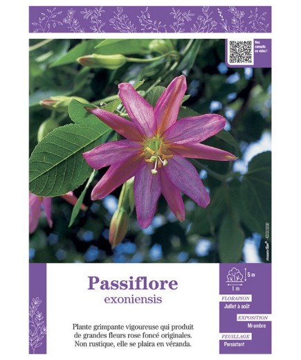 PASSIFLORA EXONIENSIS voir PASSIFLORE (rose foncé)