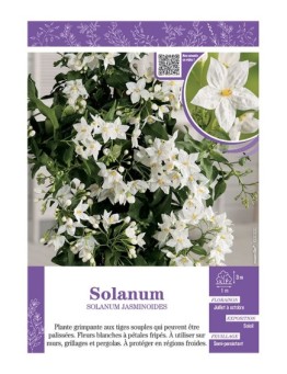 SOLANUM JASMINOIDES (blanc)