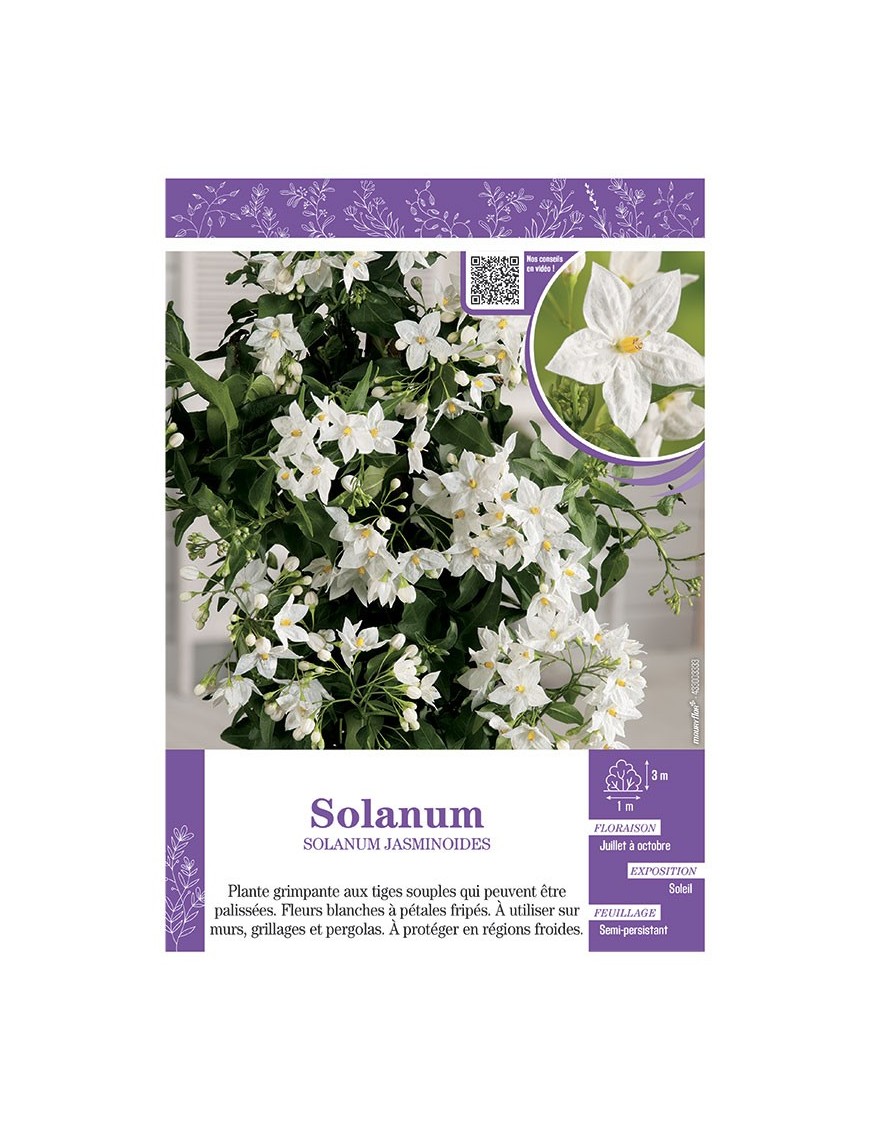 SOLANUM JASMINOIDES (blanc)