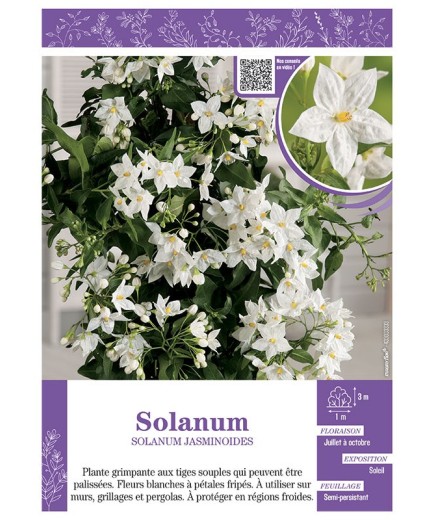 SOLANUM JASMINOIDES (blanc)