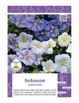 SOLANUM RANTONETII