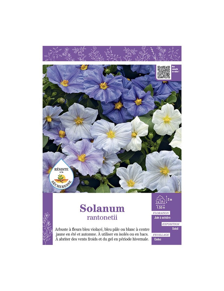 SOLANUM RANTONETII