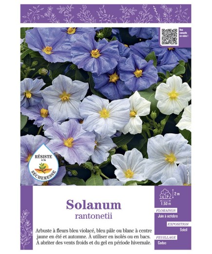 SOLANUM RANTONETII