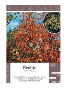 ACER GINNALA voir ERABLE