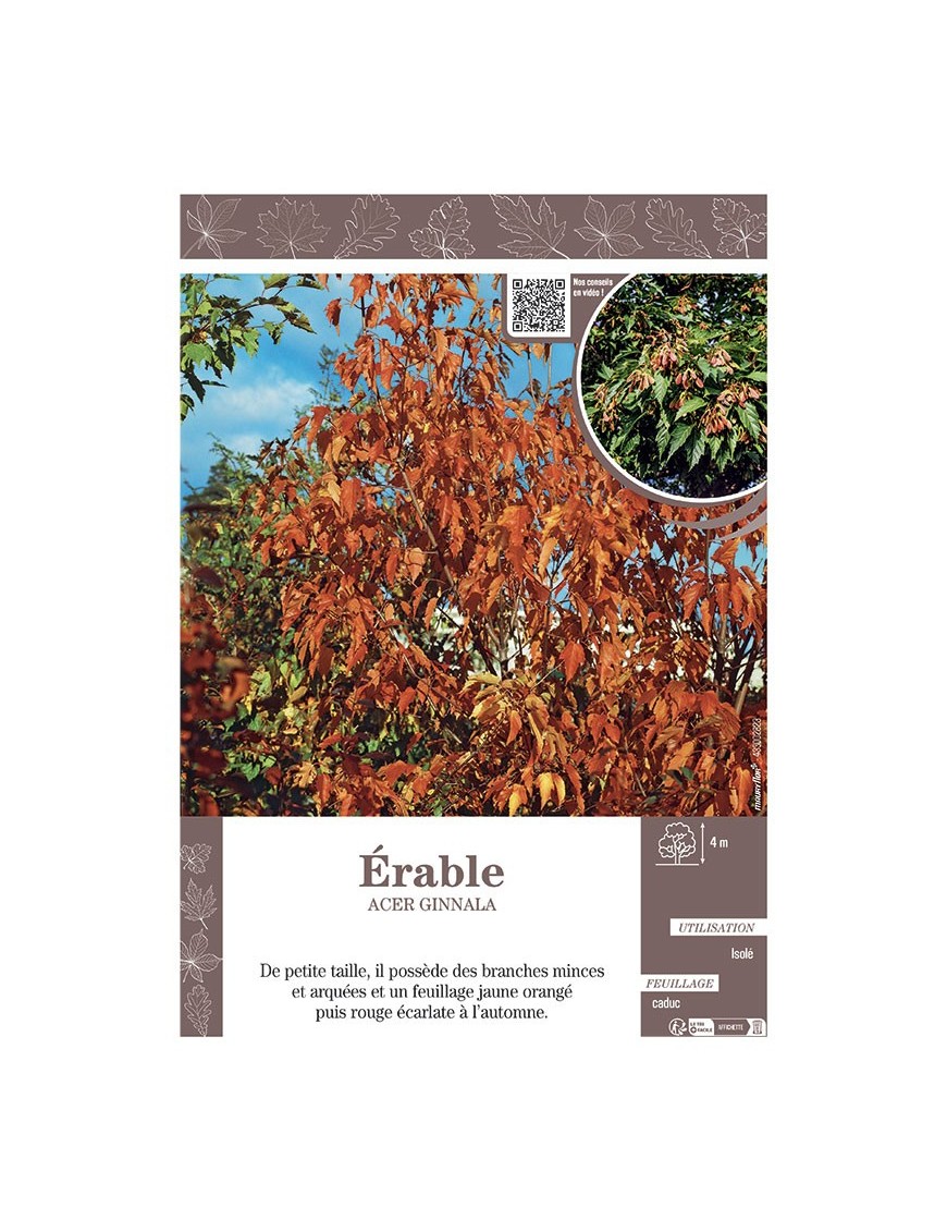 ACER GINNALA voir ERABLE
