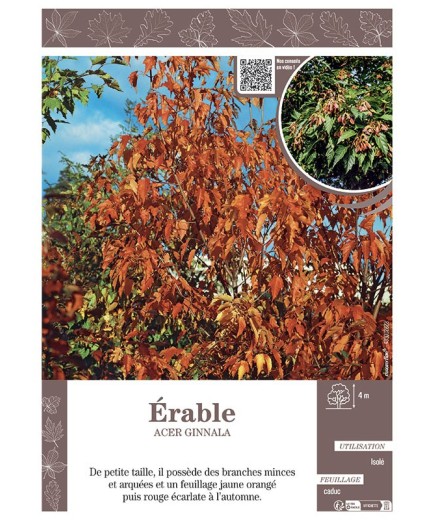 ACER GINNALA voir ERABLE