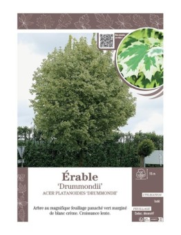ACER PLATANOIDES DRUMMONDII voir ÉRABLE