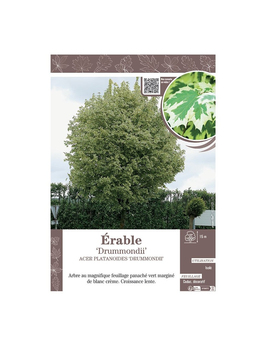 ACER PLATANOIDES DRUMMONDII voir ÉRABLE