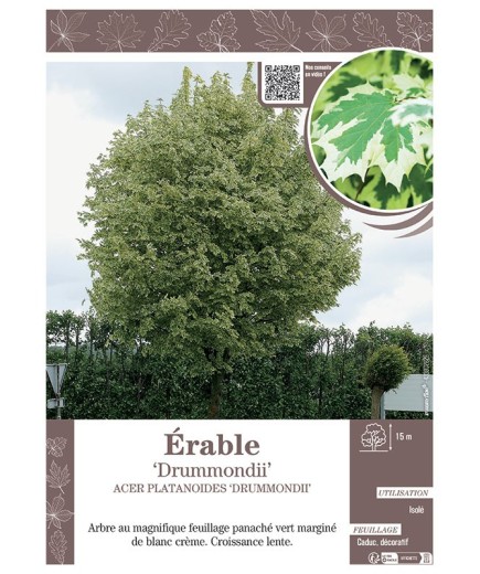 ACER PLATANOIDES DRUMMONDII voir ÉRABLE