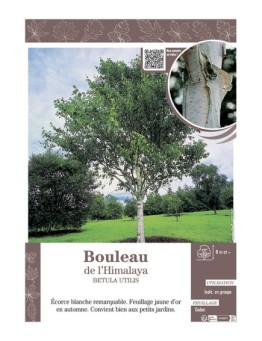 BETULA UTILIS voir BOULEAU DE L'HIMALAYA