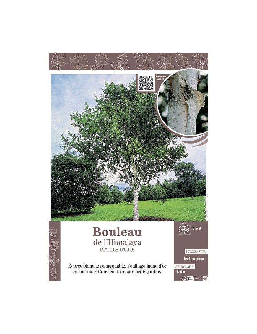 BETULA UTILIS voir BOULEAU DE L'HIMALAYA