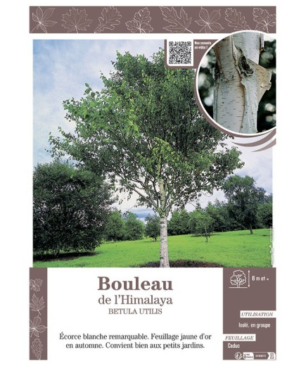 BETULA UTILIS voir BOULEAU DE L'HIMALAYA