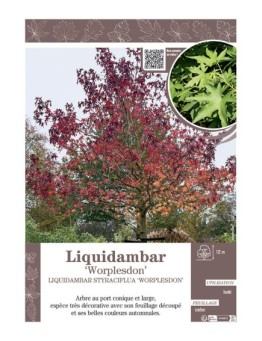 LIQUIDAMBAR STYRACIFLUA WORPLESDON (Copalme d'Amérique)
