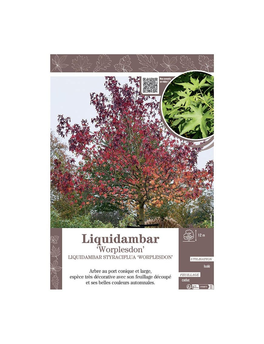 LIQUIDAMBAR STYRACIFLUA WORPLESDON (Copalme d'Amérique)