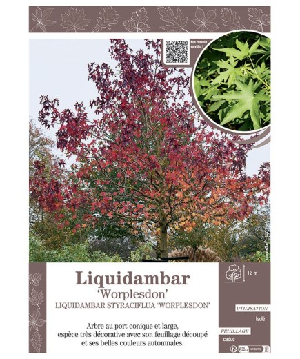 LIQUIDAMBAR STYRACIFLUA WORPLESDON (Copalme d'Amérique)