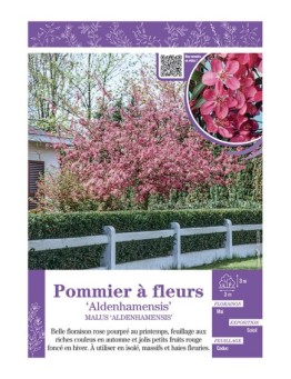MALUS ALDENHAMENSIS voir POMMIER À FLEURS