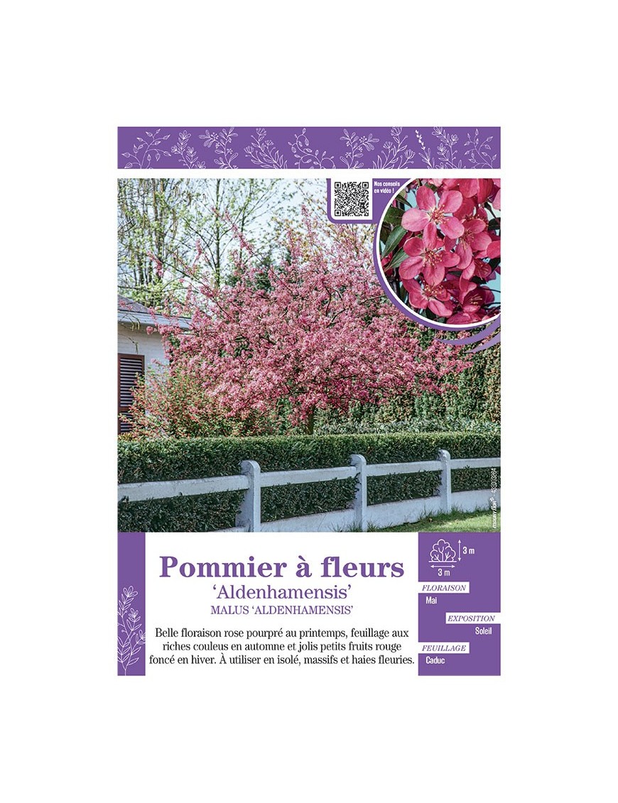 MALUS ALDENHAMENSIS voir POMMIER À FLEURS