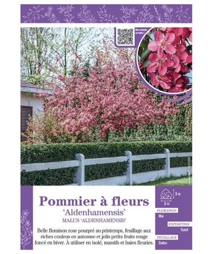 MALUS ALDENHAMENSIS voir POMMIER À FLEURS