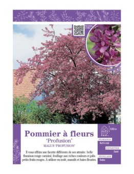 MALUS PROFUSION voir POMMIER À FLEURS