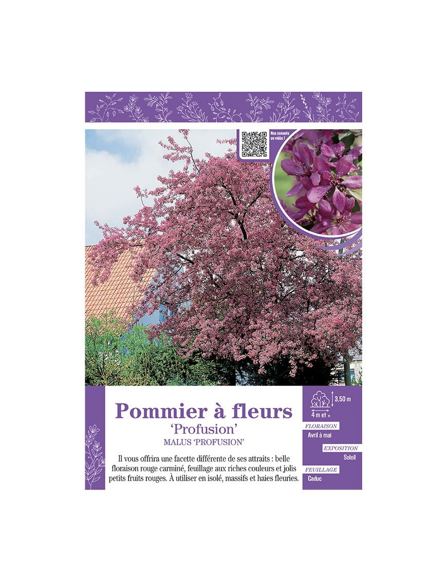MALUS PROFUSION voir POMMIER À FLEURS
