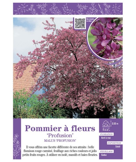 MALUS PROFUSION voir POMMIER À FLEURS