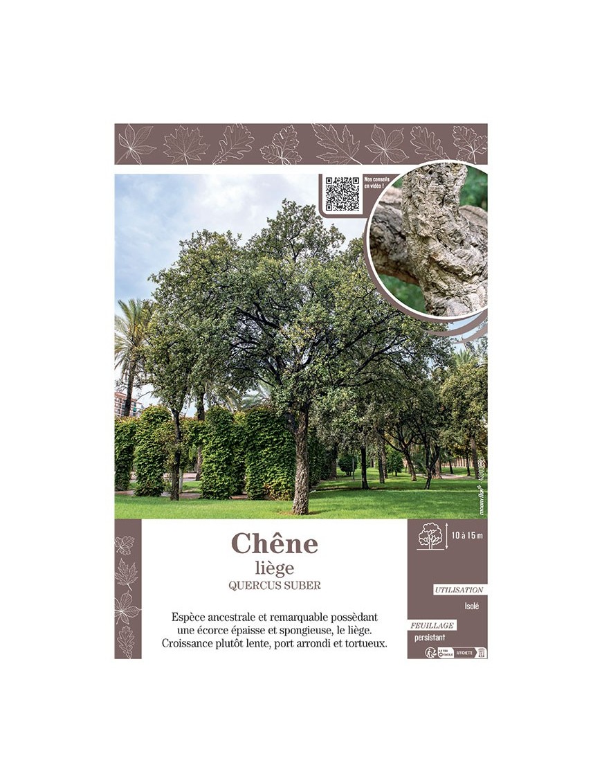 QUERCUS SUBER voir CHÊNE LIEGE