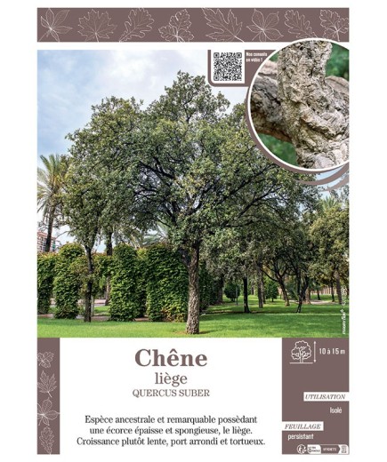 QUERCUS SUBER voir CHÊNE LIEGE