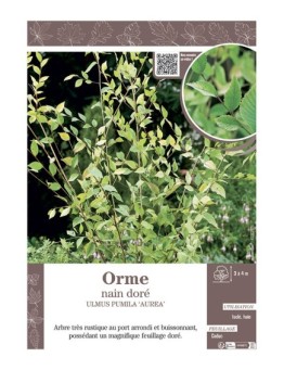 ULMUS PUMILA AUREA voir ORME NAIN DORE