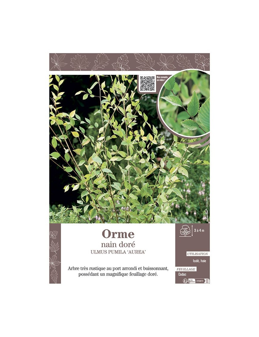 ULMUS PUMILA AUREA voir ORME NAIN DORE