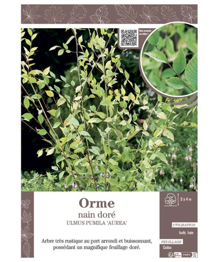 ULMUS PUMILA AUREA voir ORME NAIN DORE