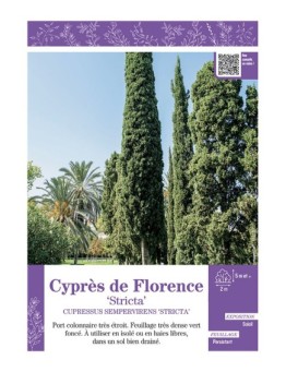 CUPRESSUS SEMPERVIRENS STRICTA voir CYPRÈS DE FLORENCE