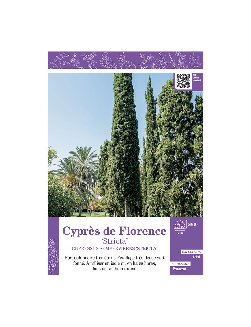 CUPRESSUS SEMPERVIRENS STRICTA voir CYPRÈS DE FLORENCE