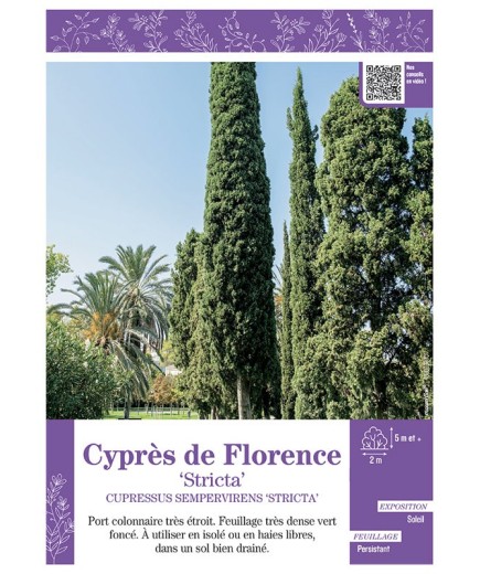 CUPRESSUS SEMPERVIRENS STRICTA voir CYPRÈS DE FLORENCE