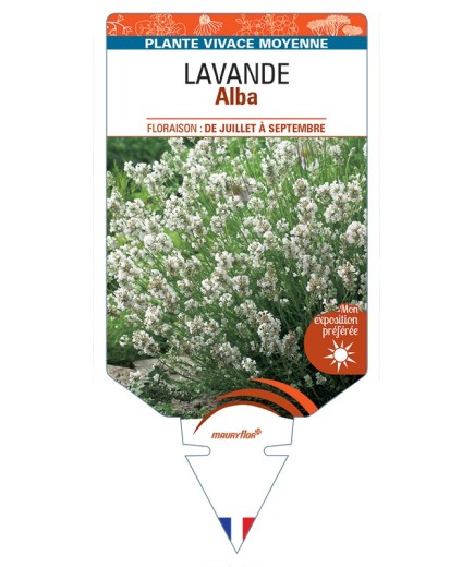 LAVANDULA (angustifolia) Alba