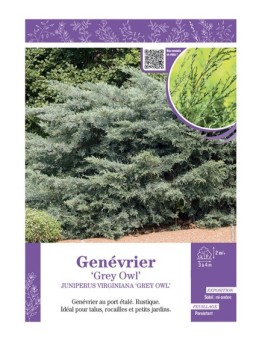 JUNIPERUS VIRGINIANA GREY OWL voir GENÉVRIER