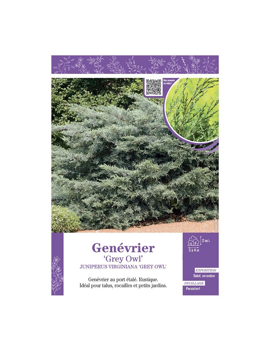 JUNIPERUS VIRGINIANA GREY OWL voir GENÉVRIER